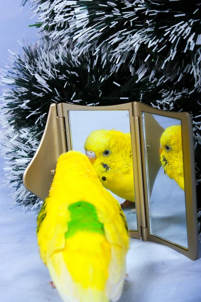 Popugay zijn reflectie in een spiegel. — Stockfoto