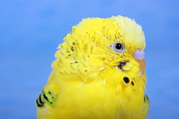 Sárga, Hullámos papagáj. — Stock Fotó
