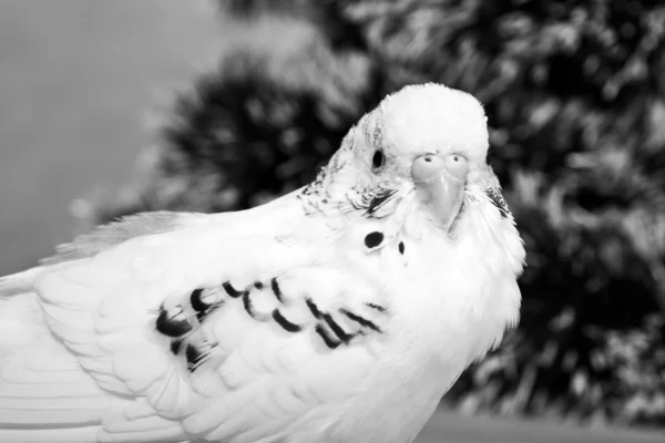Fehér Hullámos papagáj portréja. — Stock Fotó