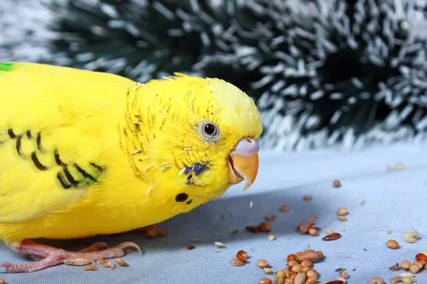 A wavy parrot eats a corn. — Stock Photo, Image
