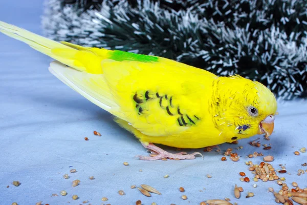 Ein welliger Papagei frisst ein Korn. — Stockfoto