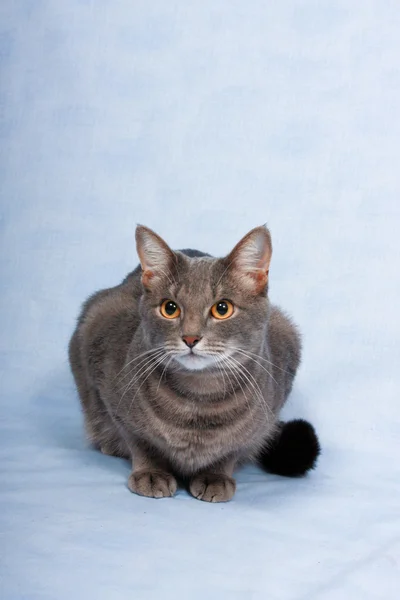 Grey cat. — Stock Photo, Image