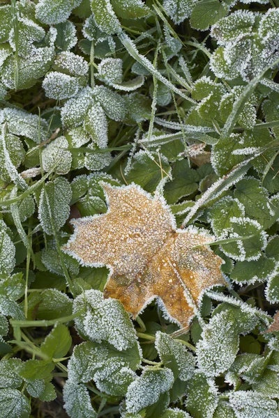 Närbild av torra löv med rimfrost. — Stockfoto