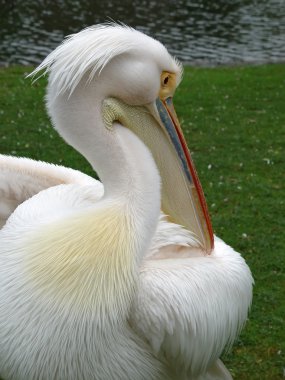 Pelican portrait clipart