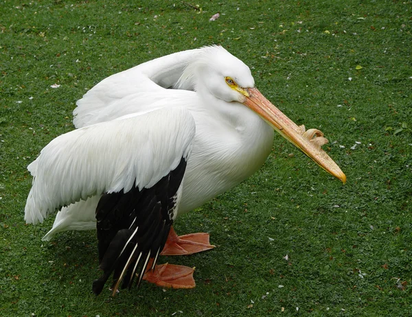 Pelican portrait — Stock Photo, Image