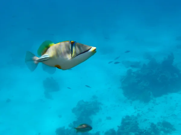 Punainenmeri Picasso laukaisija kala — kuvapankkivalokuva
