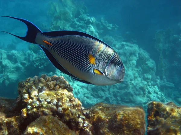 Sohal Surgeonfish over reef, Egypt. — Stock Photo, Image