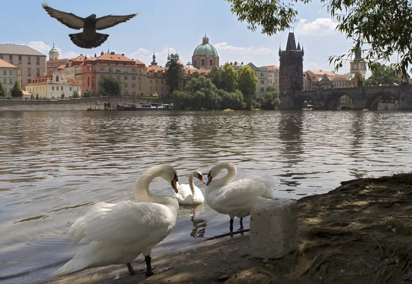 Cisnes no rio Vltava, Praga, perto — Fotografia de Stock