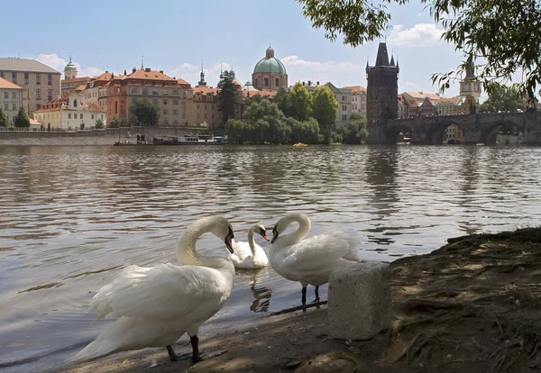 Cygnes sur la rivière Vltava, Prague, près — Photo