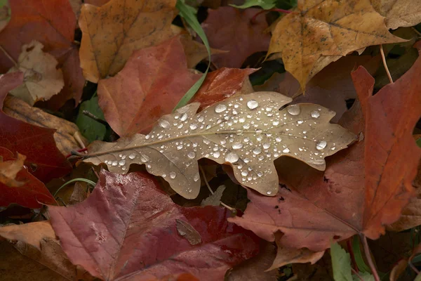 Dubové listí kapkami vody — Stock fotografie