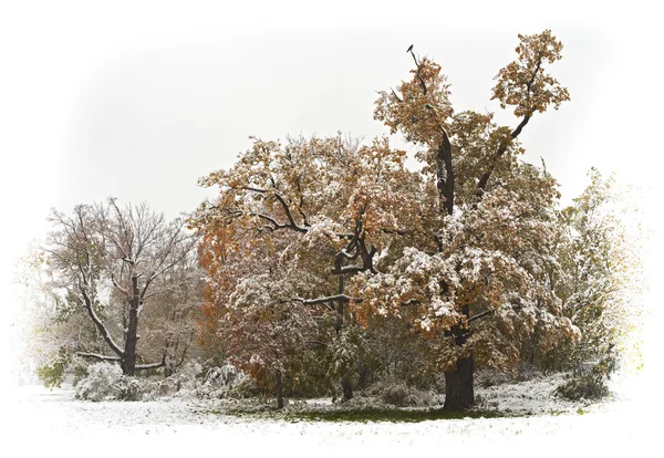 Nieve de otoño — Foto de Stock