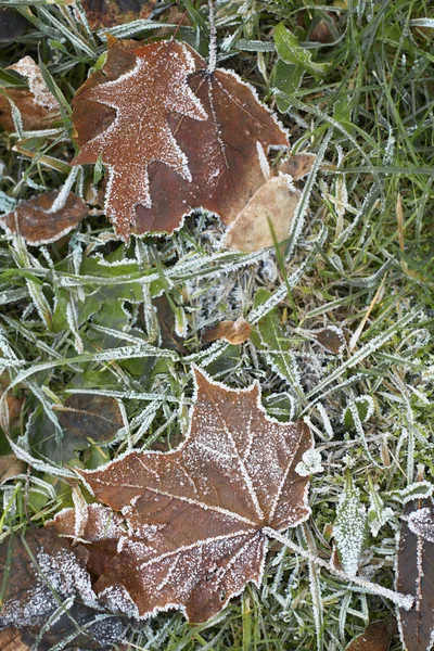 Close-up of dry leaves with rime. — Stock Photo, Image