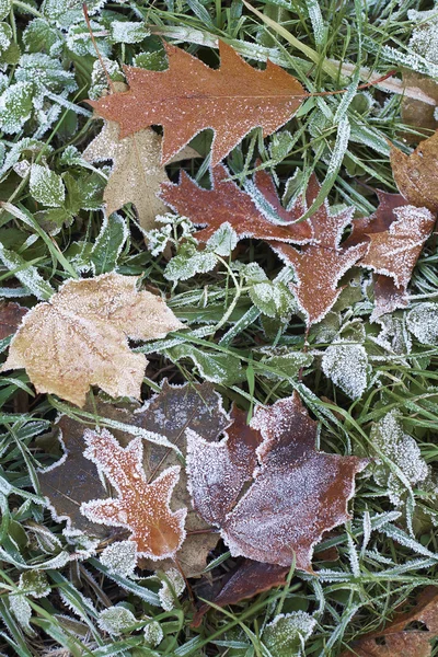 Nahaufnahme von trockenen Blättern mit Reif. — Stockfoto