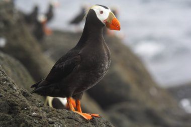 Tufted puffin clipart