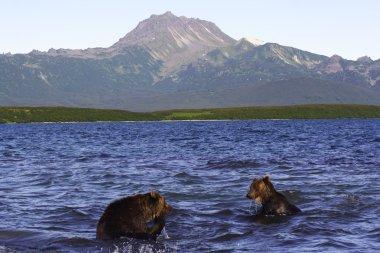 Brown bear, Kamchatka clipart