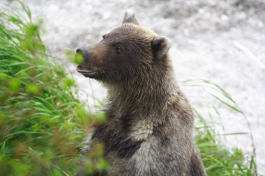 Brown bear clipart