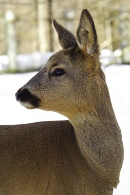 whitetail geyik