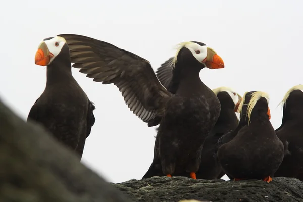 Tufted puffin — Stock Photo, Image