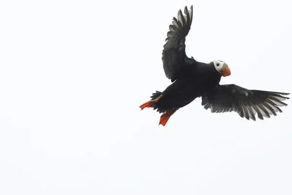 Tufted puffin — Stock Photo, Image