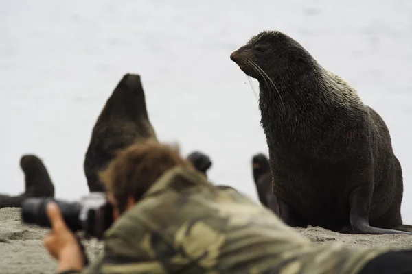 Colheita de focas-de-pêlo do Norte — Fotografia de Stock