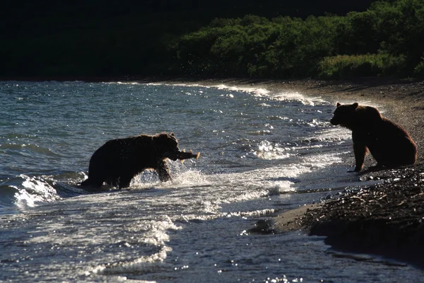 ヒグマは、カムチャッカ半島 — ストック写真