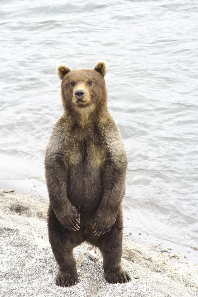 Urs brun — Fotografie, imagine de stoc