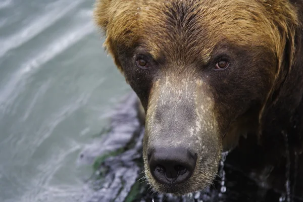 L'orso bruno — Foto Stock