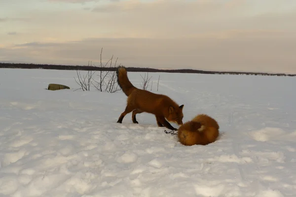 Zima samotność, fox life — Zdjęcie stockowe