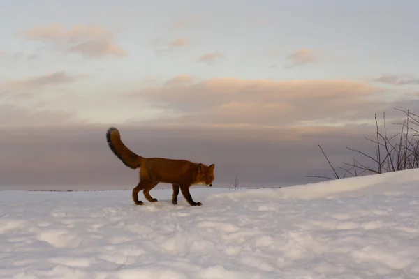 Vintern ensamhet, fox liv — Stockfoto