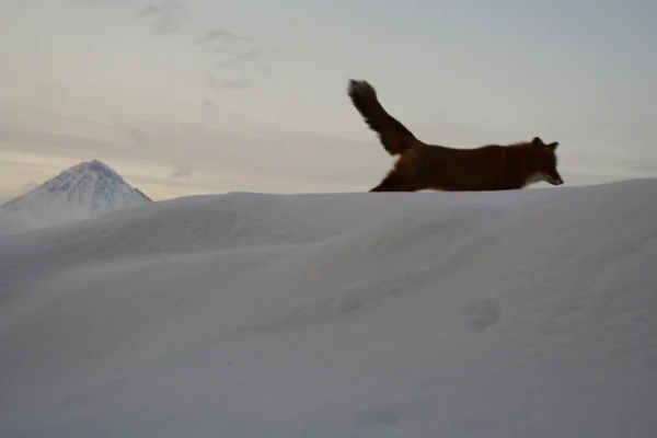 Vintern ensamhet, fox liv — Stockfoto