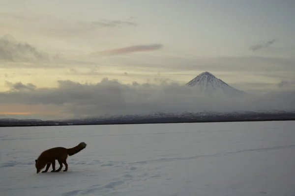 冬の孤独、フォックス ライフ — ストック写真