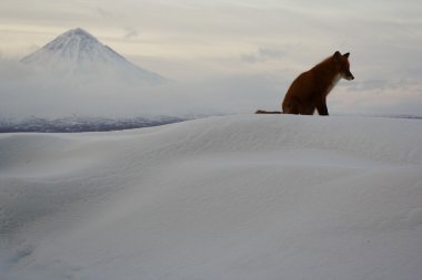 Winter loneliness, the fox life clipart