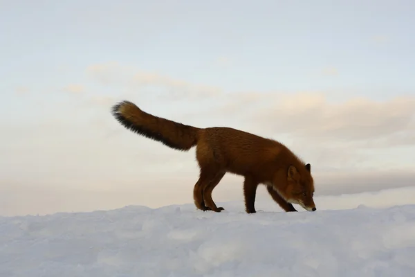 La solitude hivernale, la vie des renards — Photo