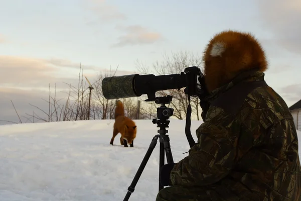 Жизнь лисицы — стоковое фото