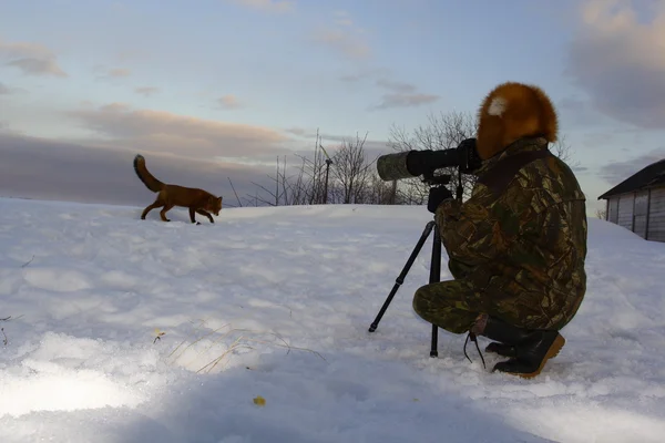 Зимнее одиночество, жизнь лисы — стоковое фото
