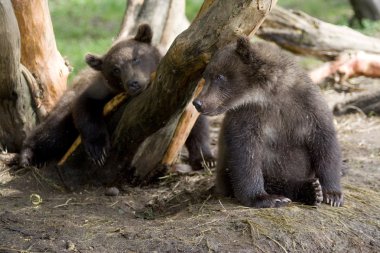 Baby bears clipart