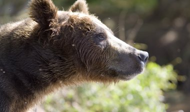 Portrait of a bear clipart