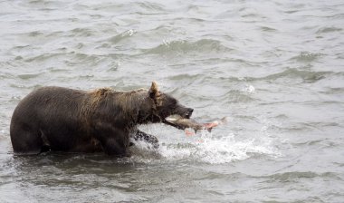 Brown bear and fish clipart