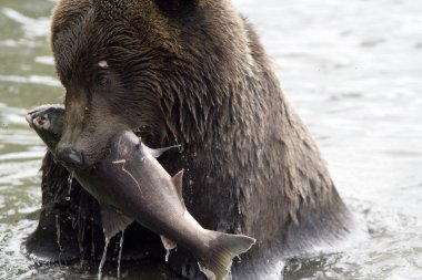 The bear has fished clipart