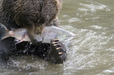 The bear has seized fish clipart