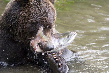 Bear and fish clipart