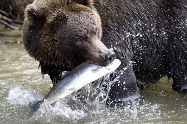 Brown bear and fish clipart