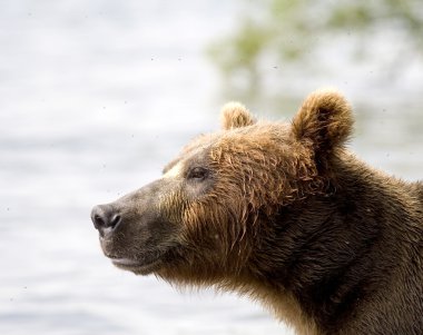 Brown bear,Kamchatka, clipart