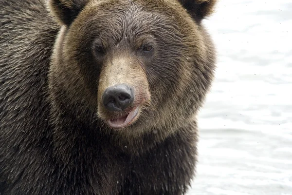 Medvěd. zblízka — Stockfoto
