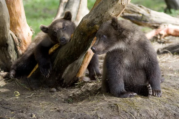 Μωρό αρκούδες — Φωτογραφία Αρχείου