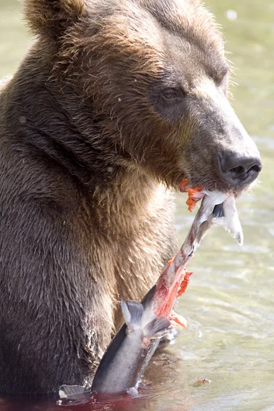 Urso e salmão — Fotografia de Stock