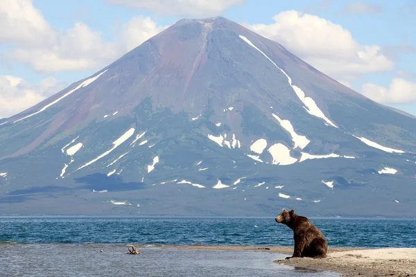 Orso e un vulcano — Foto Stock