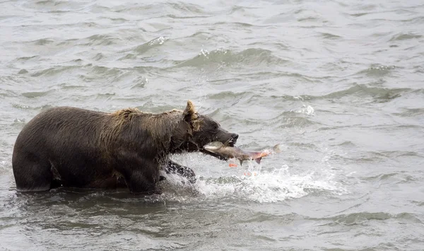 Brun björn och fisk — Stockfoto