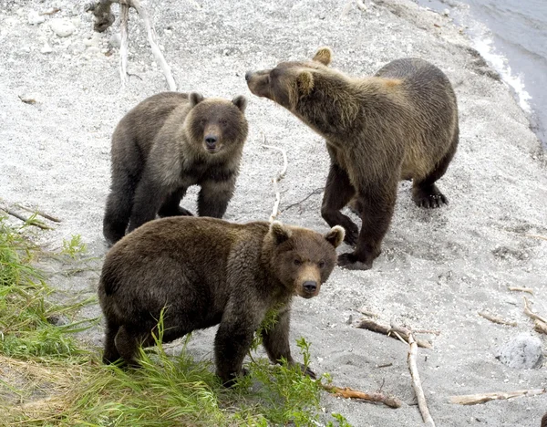 Ursos castanhos — Fotografia de Stock