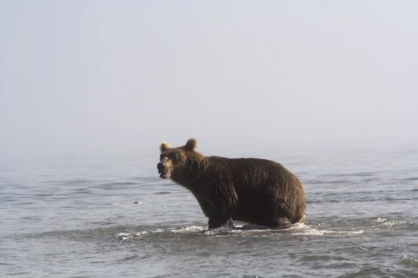 Brown bear — Stock Photo, Image